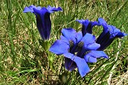 32 Genziana di Koch (Gentiana kochiana)